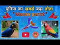 Macaw Information In Hindi सबसे बड़ा तोता मकाउ तोता