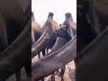 Ek Zalim Kafir Story Islamic Youtubeshort Urdu Status Youtube 786 Islam