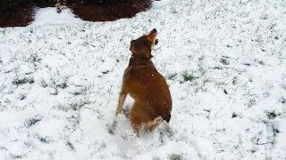 Dogs Chasing Snowflakes