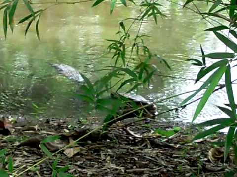 Up close and personal - Monitor Lizard