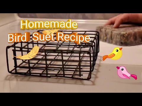 DIY Bird Suet Recipe | QUICK and EASY