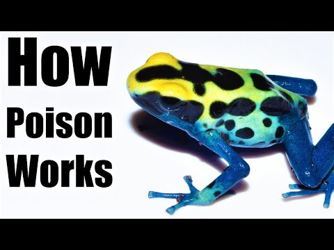 How a Poison Dart Frog Kills You