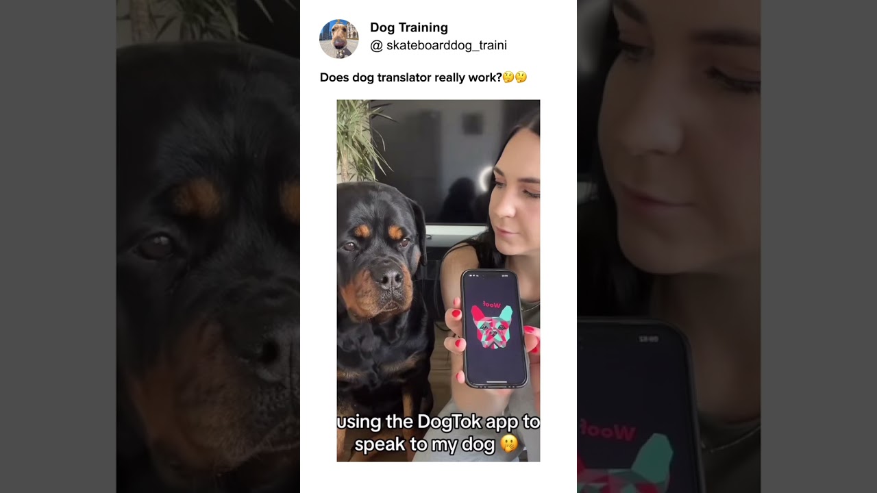 Dog translator works or not? Have a try! #traini #dogtranslator