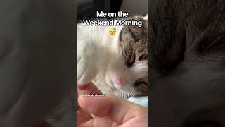 Let Me SLEEP! 😾💤#cat #cats #catvideos #katze #ねこ#funnycats #chopin #catshorts #cutecat