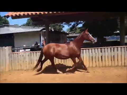 LUA DE MEL MONAZITA Apurado CJ x Dona Monazita.