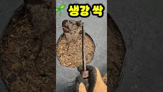 생강 심고 한 달, 싹이 안 올라오면 죽은 걸까? 실제 모습 공개(6/<b class="sch_word">2</b>3) #생강 #도시농부tv #도시텃밭…