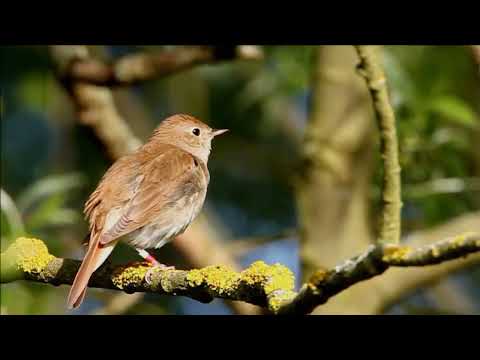 Best Nightingale NIGHT song: 2,5 hours of real-time recording NO LOOP