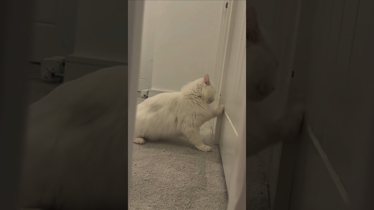 玄関先で飼い主を呼ぶ猫