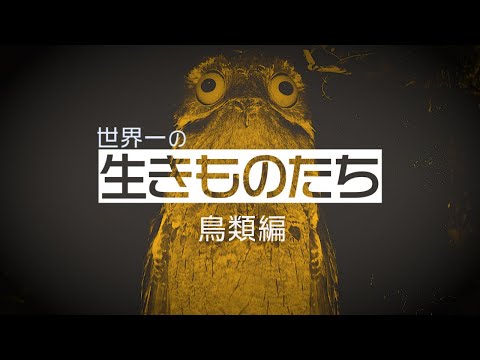 複雑な鳥類の社会を発見
