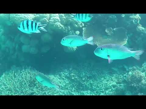 大堡礁的狀態現在是 "危急 "的。 (Great Barrier Reef's status now 'critical')