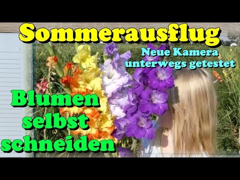 Family summer excursion to self - picking flower bed First test new camera on the road