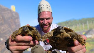 12 Hours at Turtle Farm Albania! (Full Documentary) Albanian Farm to Table Food in Albania!