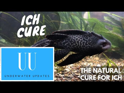 The Natural Way to Cure Ich