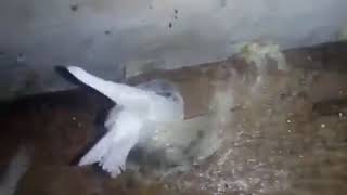 Download lagu Ratu walet (Albino) mp3