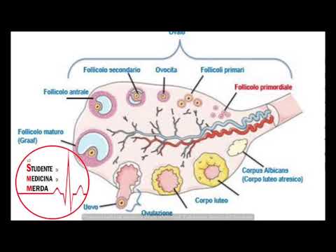 Taras De Manio - CICLO OVARICO FREESTYLE