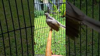 Download lagu mantap burung trucuk ropel  mandi air hujan mp3 Download lagu mantap burung trucuk ropel  mandi air hujan mp3