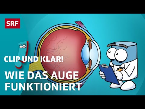 Wie ist dein Auge aufgebaut? | SRF Kids – Clip und klar! | Für Kinder erklärt