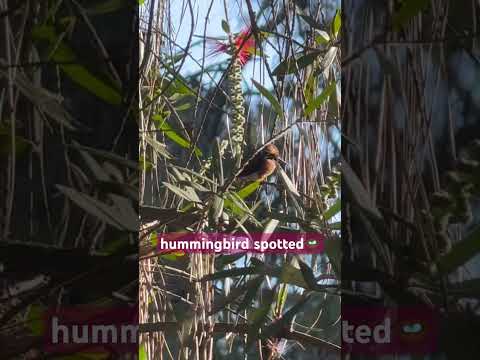 A cute bird I found outside #nature