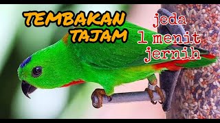 Download lagu masteran burung srindit tembakan tajam jernih jeda 1 menit. mp3