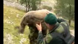 preview picture of video 'Chasse aux chamois h-halpes. hunting alpine chamois'