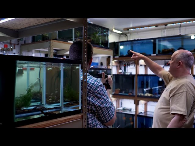 Wild Caught Discus Fish Room Tour