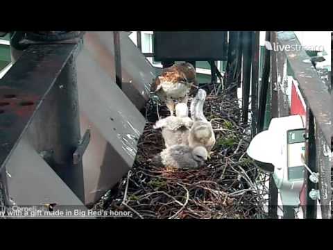 05112013_9:56AM_Cornell RTH_Lots of Vocals from BR; Pigeon Delivery by Ez