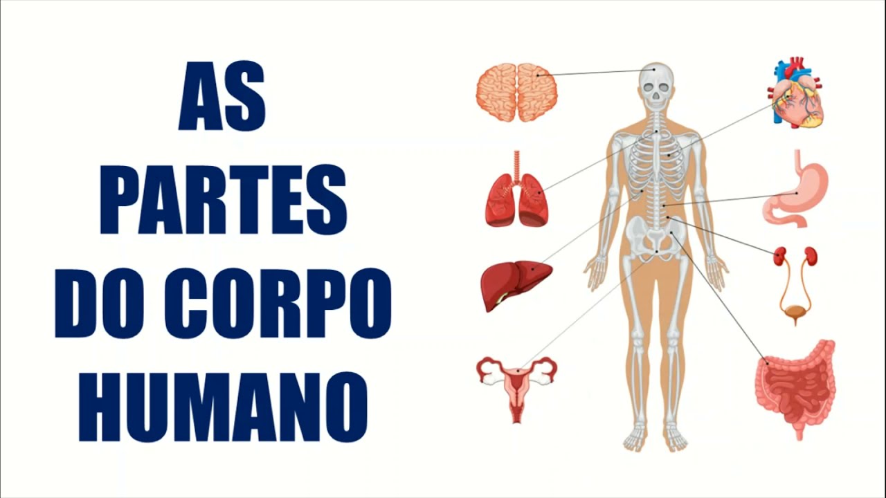 AS PARTES DO CORPO HUMANO