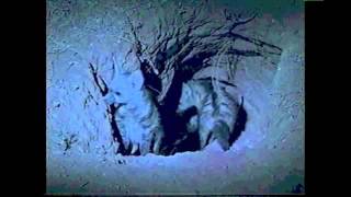 Amazing Animals: Nighttime Animals (Part 1 of 2)