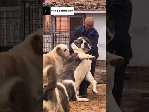 Alabai Army of Giants🔥