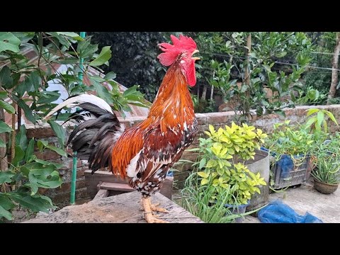 rooster crowing competition