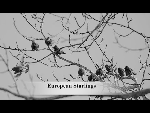 EUROPEAN STARLINGS " GROUPING " 2021 #0124