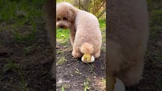 トイプードルの産卵シーン(sora2生成動画)