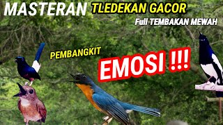 Download lagu Tledekan Gunung Gacor! Suara Merdu Bikin Emosi Kacer, Murai Batu, dan SRDC Gacor🦜🐦🦜🔥 mp3 Download lagu Tledekan Gunung Gacor! Suara Merdu Bikin Emosi Kacer, Murai Batu, dan SRDC Gacor🦜🐦🦜🔥 mp3