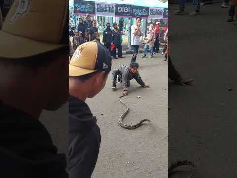 snake show..buat kalian yang bukan ahli, tolong jangan ditiru yah #sobathobat #reptiles #snakeshow