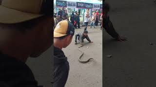 Download lagu snake show..buat kalian yang bukan ahli, tolong jangan ditiru yah #sobathobat #reptiles #snakeshow mp3 Download lagu snake show..buat kalian yang bukan ahli, tolong jangan ditiru yah #sobathobat #reptiles #snakeshow mp3