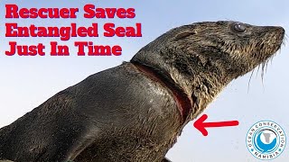 Seal entanglement Video