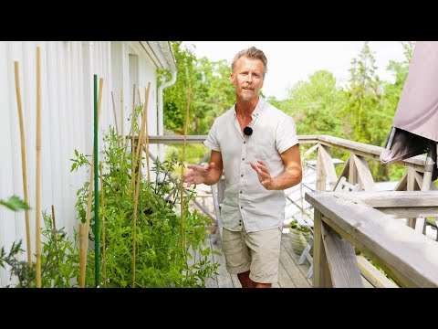 Kökets trädgård del 20 - Odla och skörda tomater - Köket