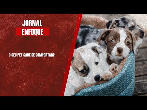 Consultora Camili Chamone explica como lidar com os pets