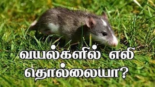 How to get rid of rats in farm? - வயல்களில் எலி தொல்லையா?