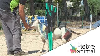 Osos pardos, adiestramiento canino y prevención de enfermedades en peces Osos pardos, adiestramiento canino y prevención de enfermedades en peces