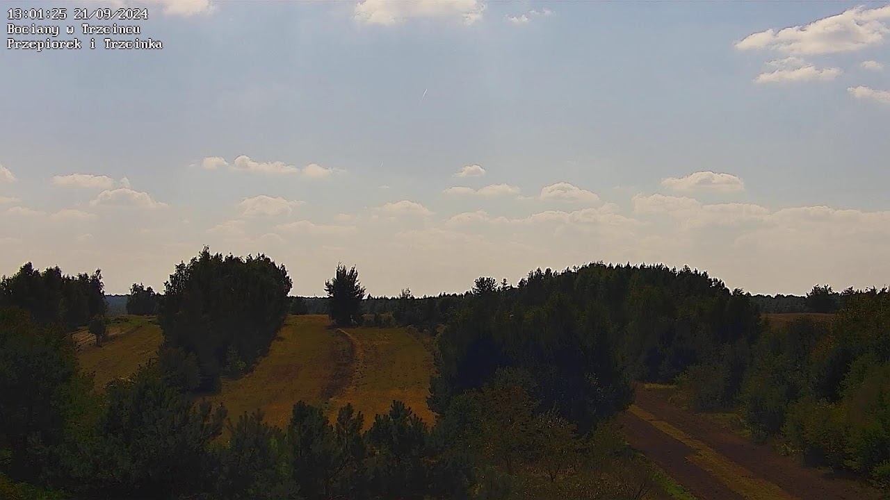🔴 Bociany w Trzcińcu, Polska – NA ŻYWO z gniazda bocianiego / Live Stork Nest in Poland