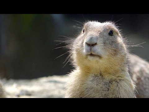 Świstak Tatrzański  ( Tatra marmot )
