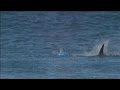 Le surfeur Mick Fanning attaqué par un requin en pleine compétition