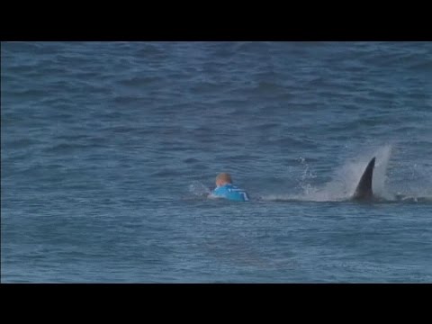 Le surfeur Mick Fanning attaqué par un requin en pleine compétition