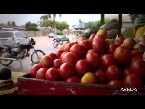 Ingredient Sourcing Andiroba Oil from Brazil