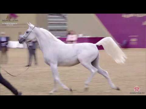 N 42 EZWAH AL FARRES   10th Qatar International Arabian Peninsula Horse Show 2020   2 Years Old Fill