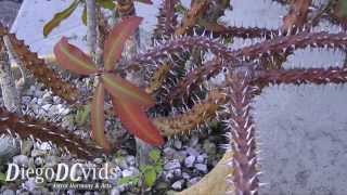 Euphorbia milii var. splendens (Euphorbiaceae) crown of thorns, Christ plant, Christ thorn