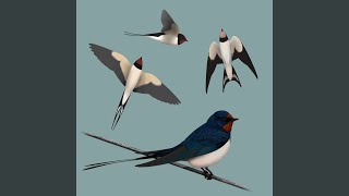 Download lagu Suara burung: Walet (Dymówka) mp3