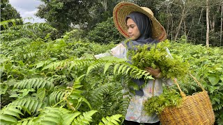 Download lagu MASUK HUTAN CARI SAYUR LIAR YANG SEGAR | Pucuk paku mp3 Download lagu MASUK HUTAN CARI SAYUR LIAR YANG SEGAR | Pucuk paku mp3