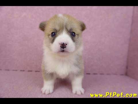 10/13雙色柯基犬母幼犬4號